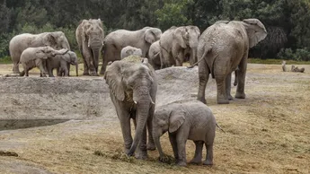 elefantes-africam-safari-preservacion-puebla