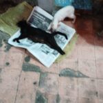 GATOS 1