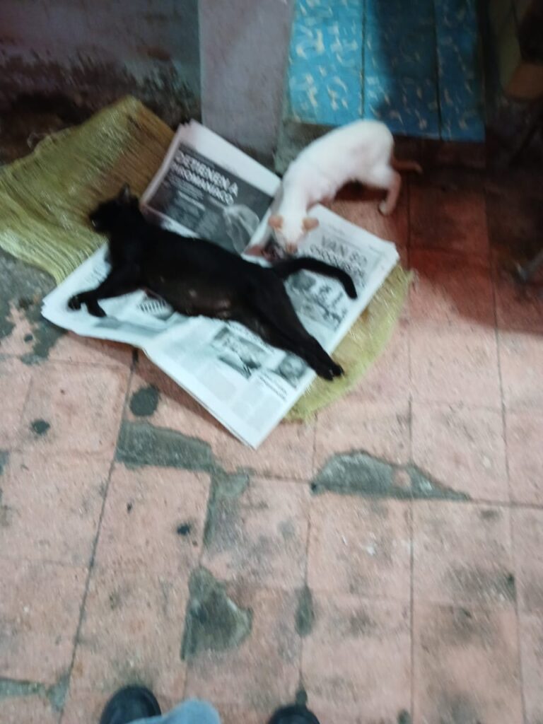 GATOS 1