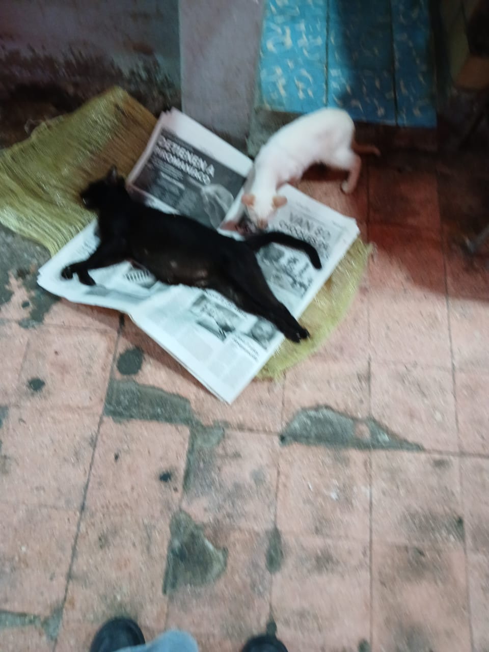 GATOS 1