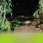 DeWatermark.ai_1755240157500